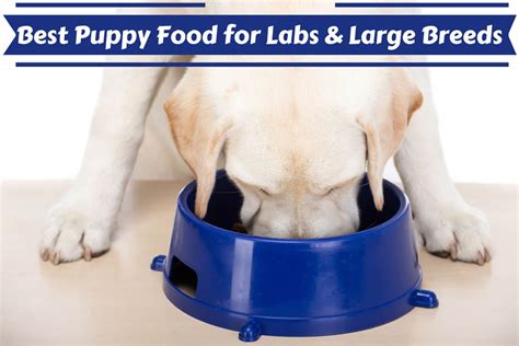 Good food for labs. Things To Know About Good food for labs. 